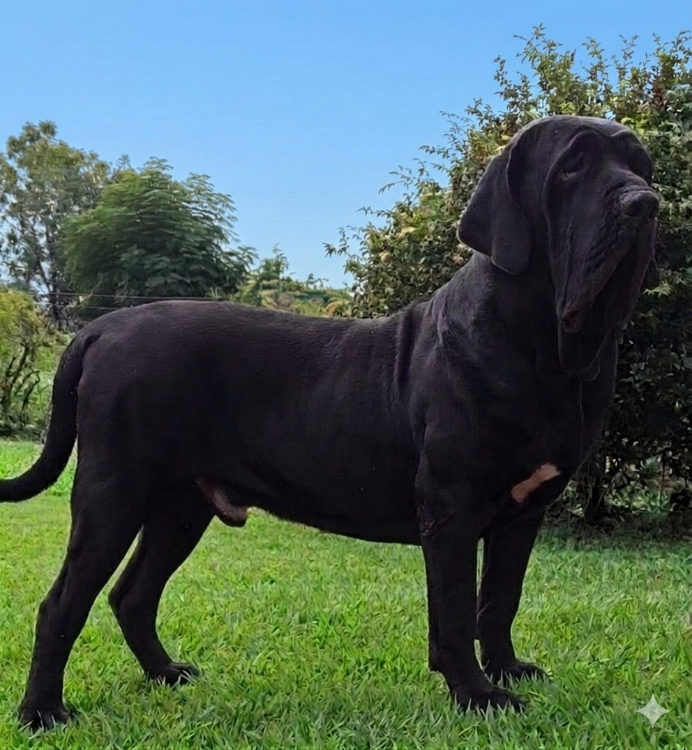 Vista geral do Canil Brasil Sul Dogs em Santo Cristo RS - área externa