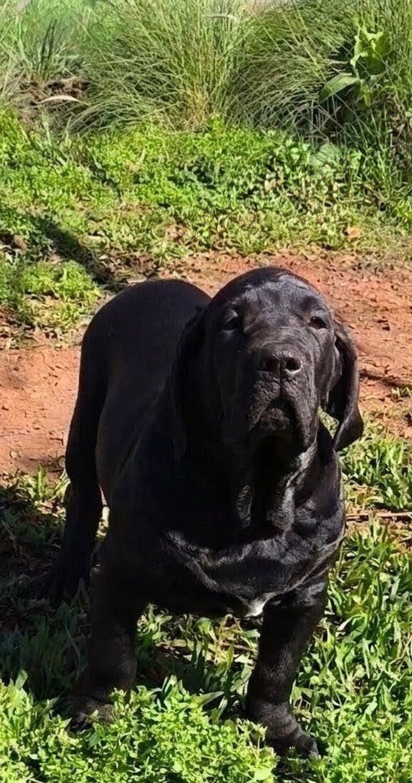 Canil Brasil Sul Dogs