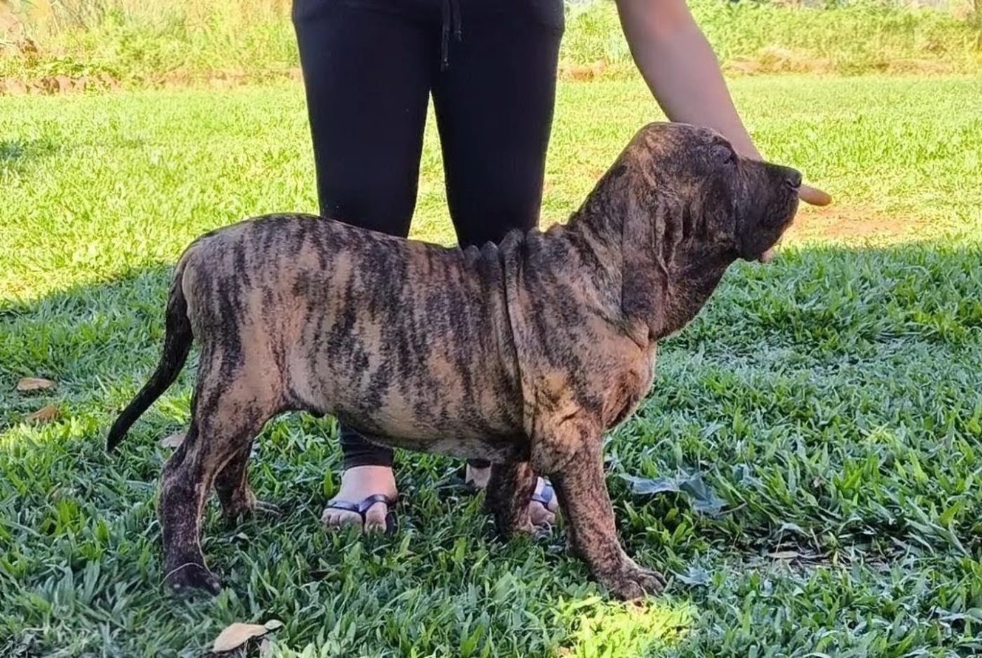 filhote fila brasileiro tigrado