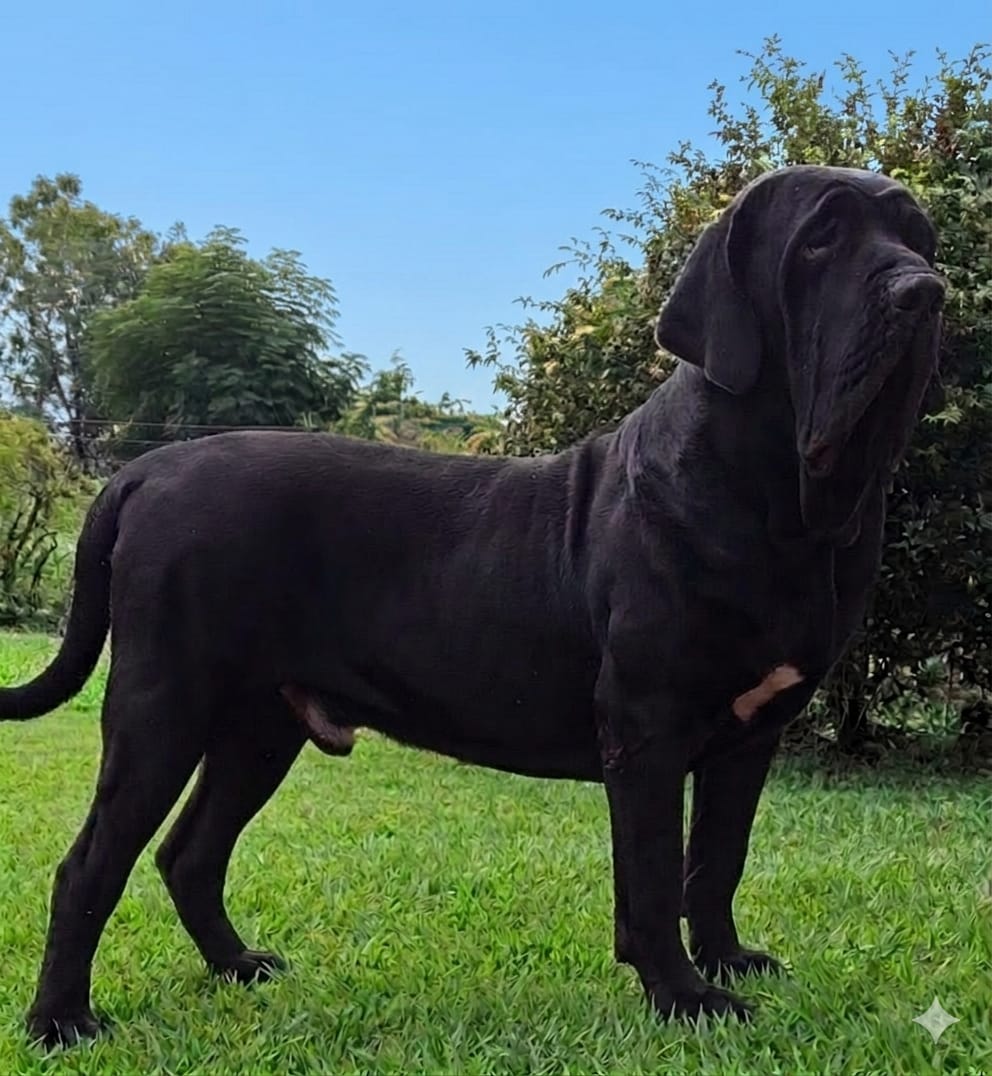 Aruk Fila Brasileira Preto