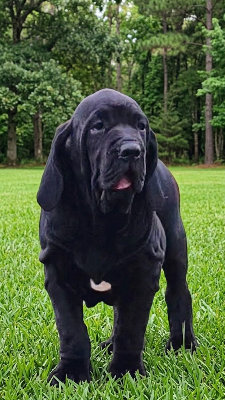 Fila Brasileiro Preto