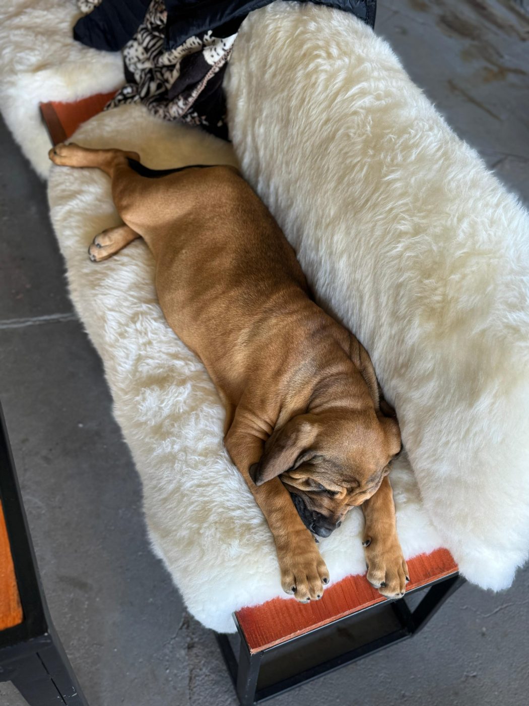 Como preparar a casa para receber um filhote de Fila Brasileiro