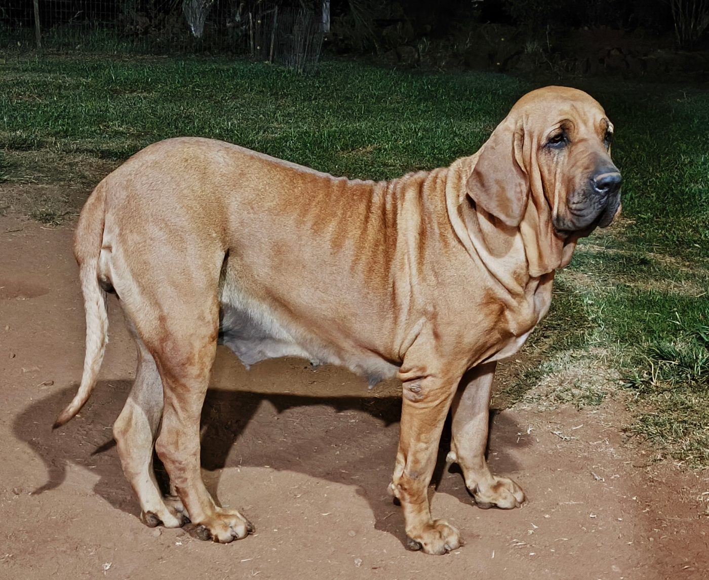 Baronesa — Matriz fila brasileiro