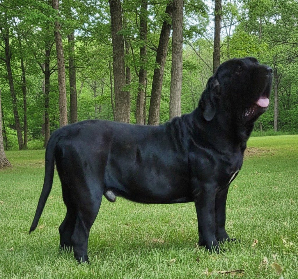Aruk — Padreador Fila Brasileiro