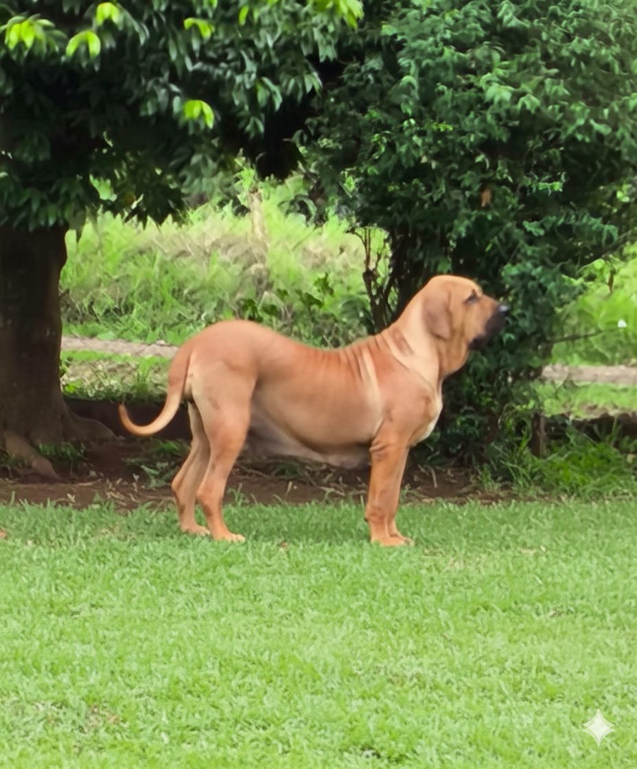 Baronesa — Matriz fila brasileiro