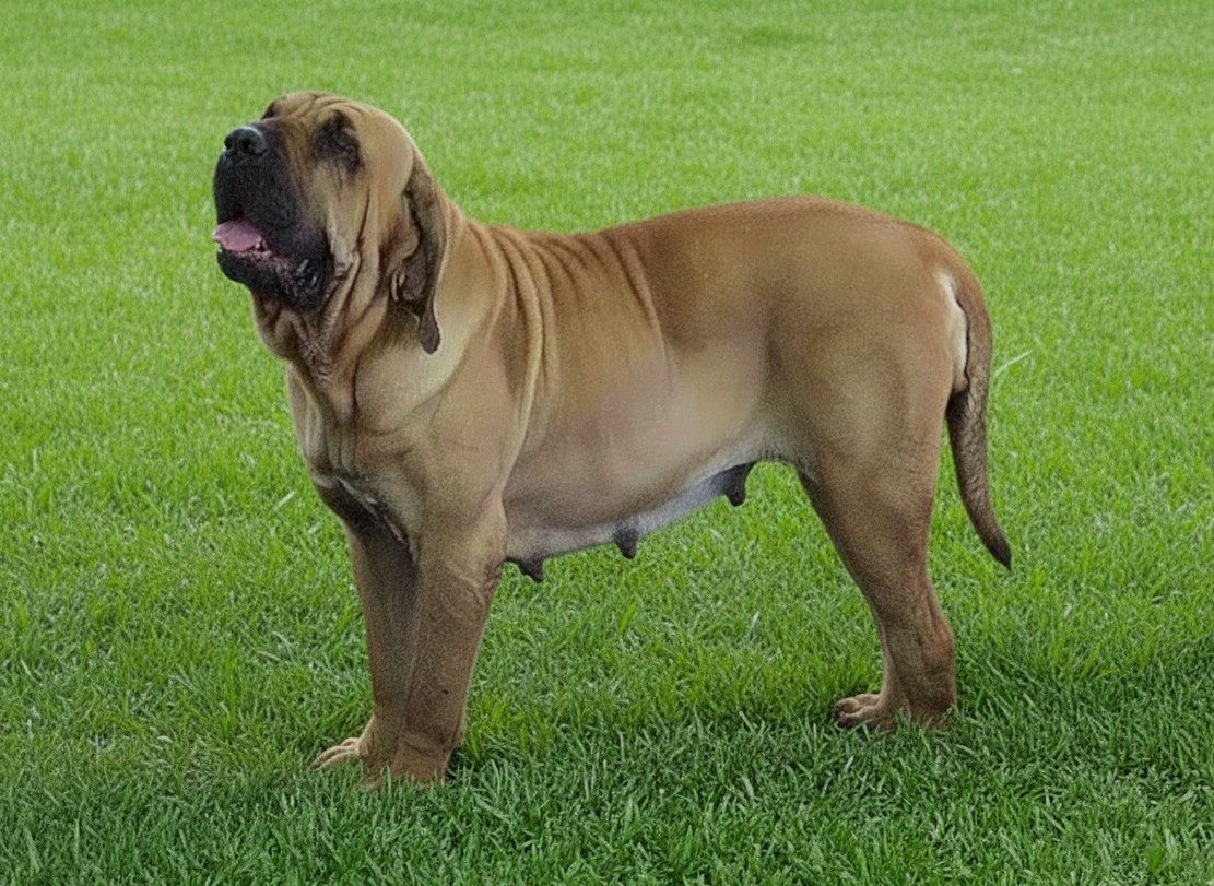 Liberdade — Matriz fila brasileiro