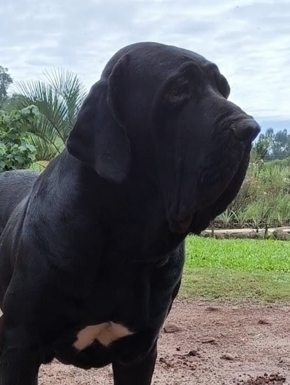 Aruk | Força, presença e lealdade.