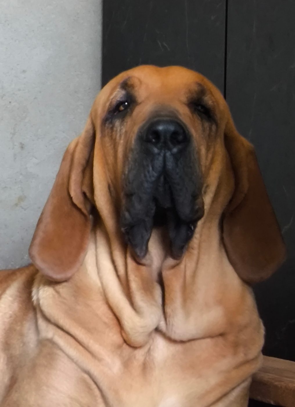 Baronesa — Matriz fila brasileiro