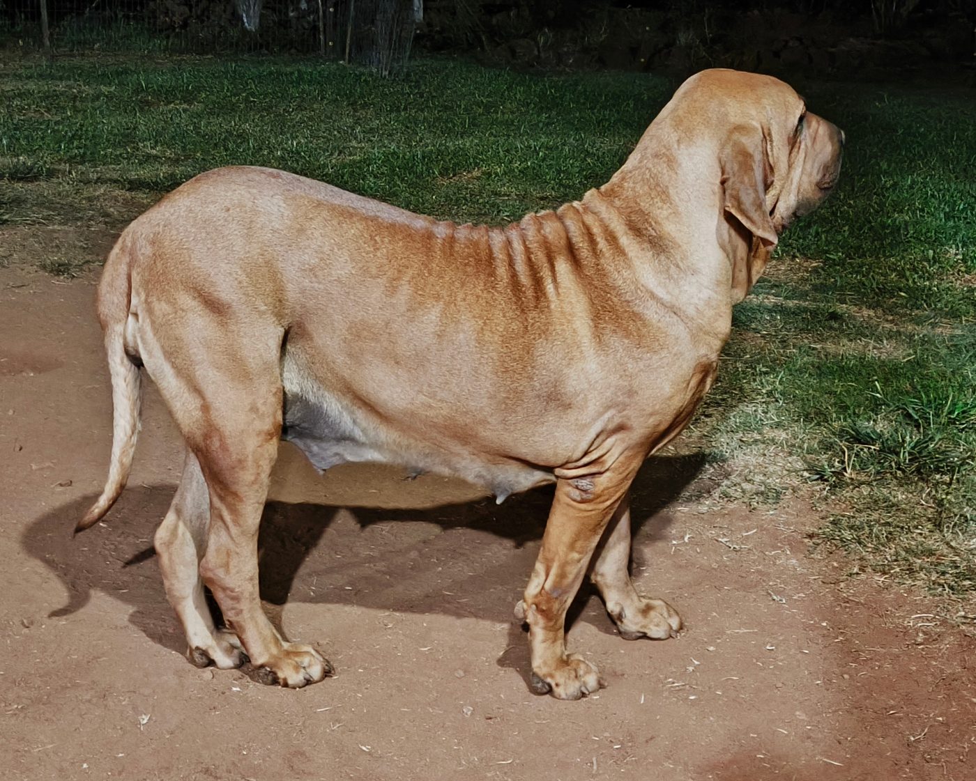 Baronesa Matriz Brasil Sul Dogs