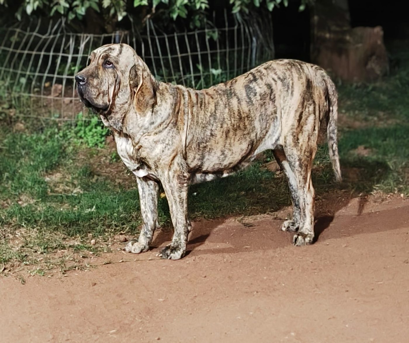 Athena — matriz fila brasileiro