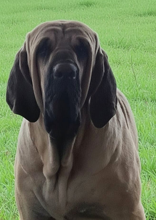 Otto — foto 2