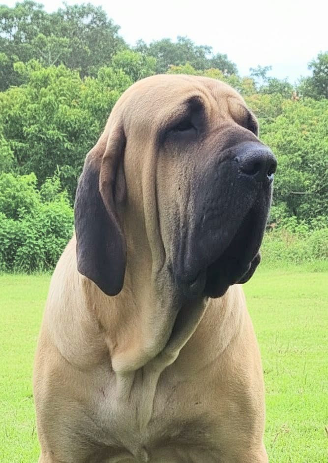 Otto — padreador fila brasileiro