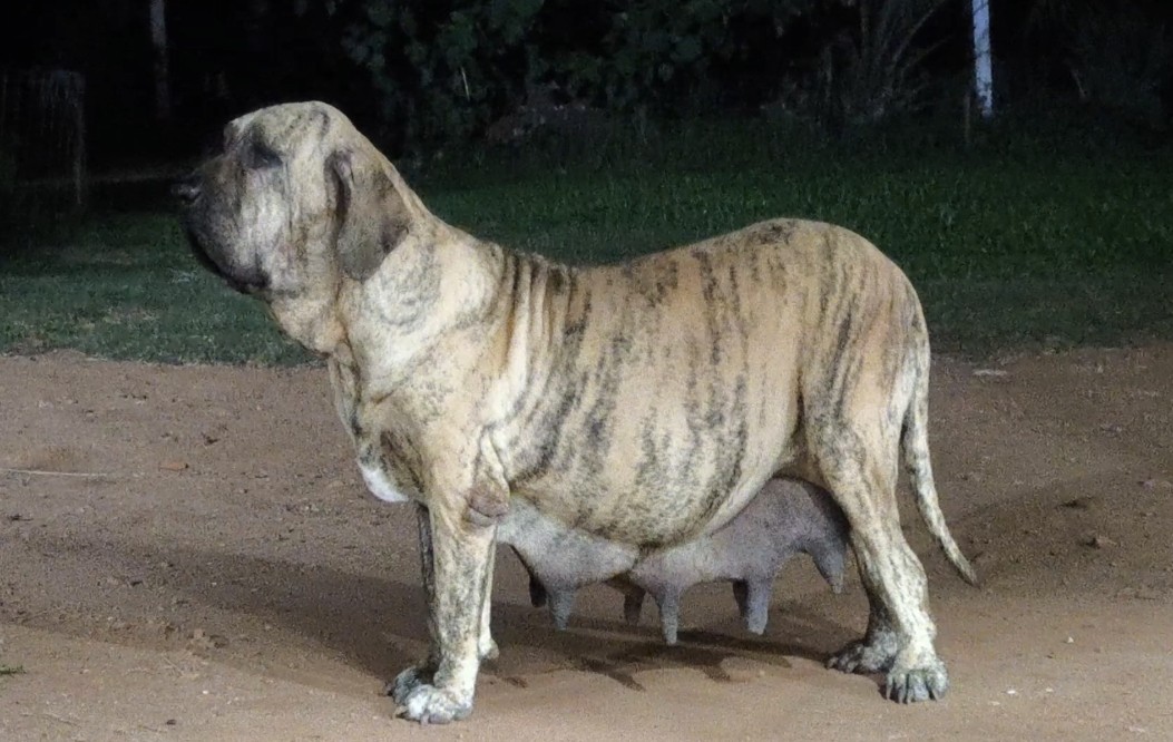 Rainha Matriz fila brasileiro