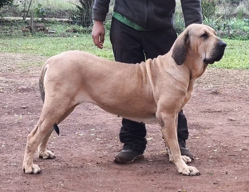 Foto de Gaia Brasil Sul Dogs — Matriz