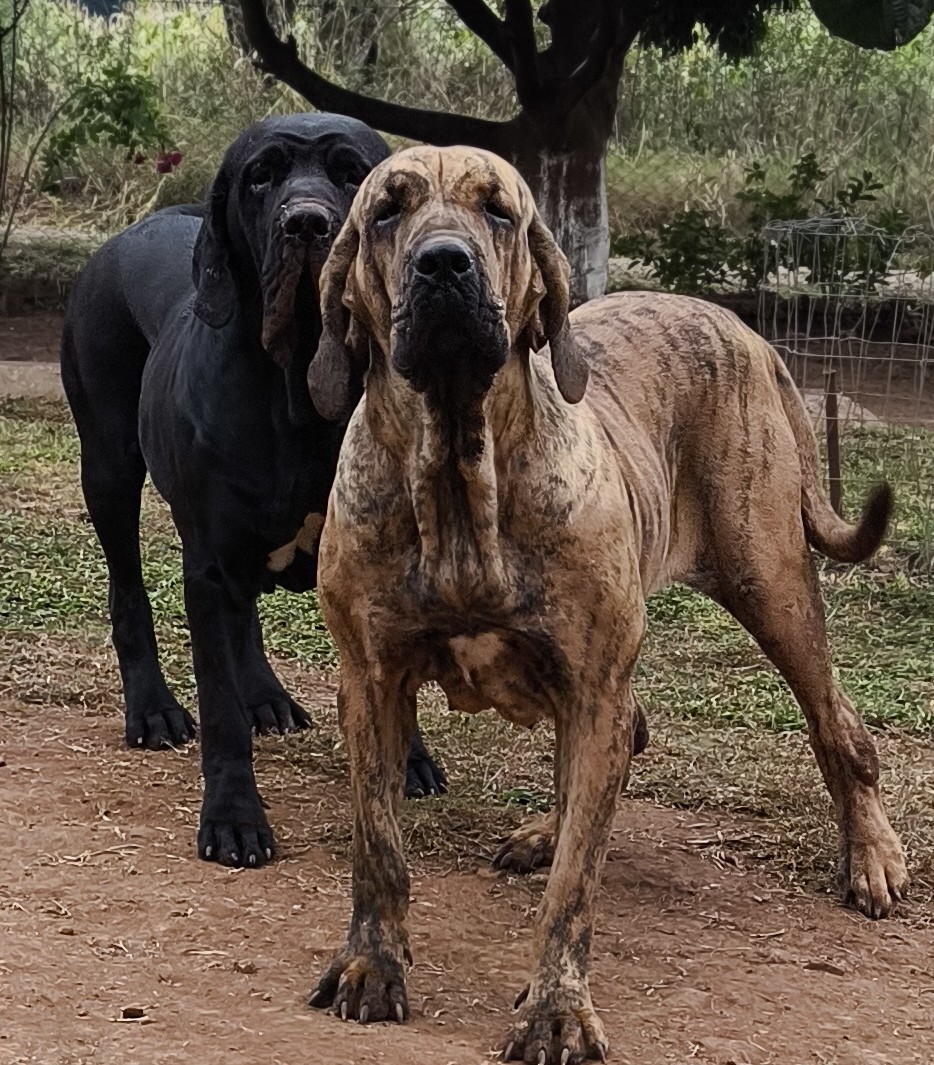 Duquesa Brasil Sul Dogs — Matriz Fila Brasileiro