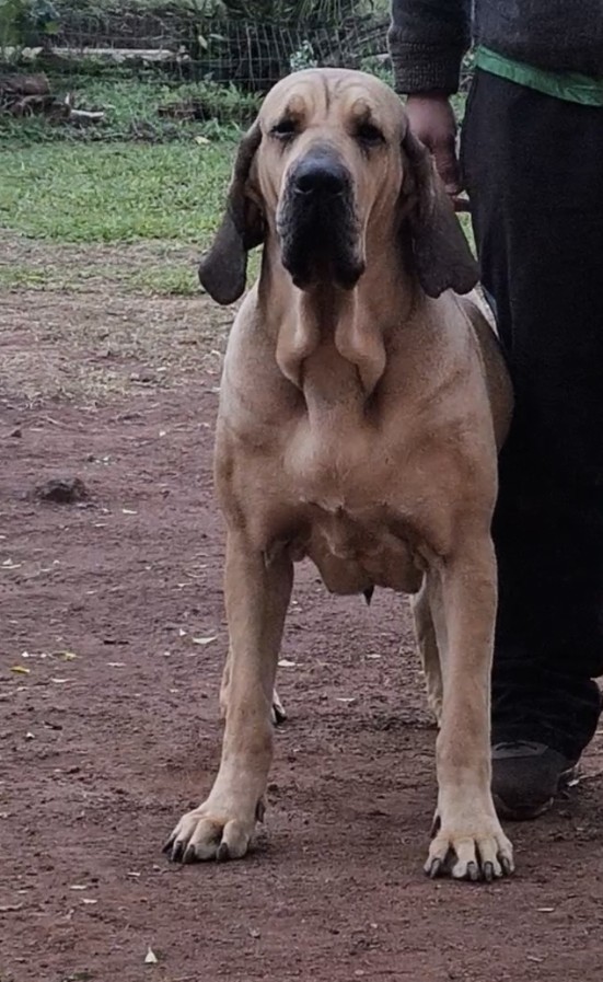 Gaia Brasil Sul Dogs — Matriz Fila Brasileiro