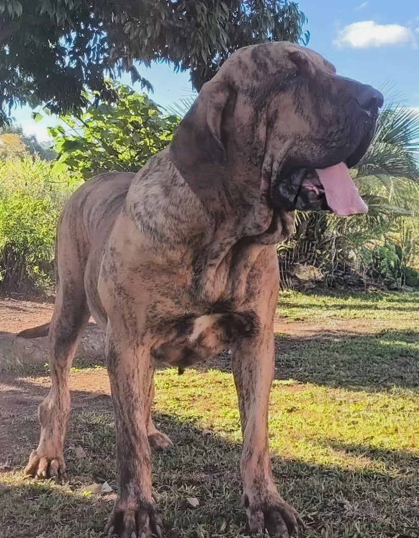 Duquesa Brasil Sul Dogs — Matriz Fila Brasileiro