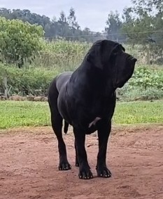 Foto de Aruk — reprodutor