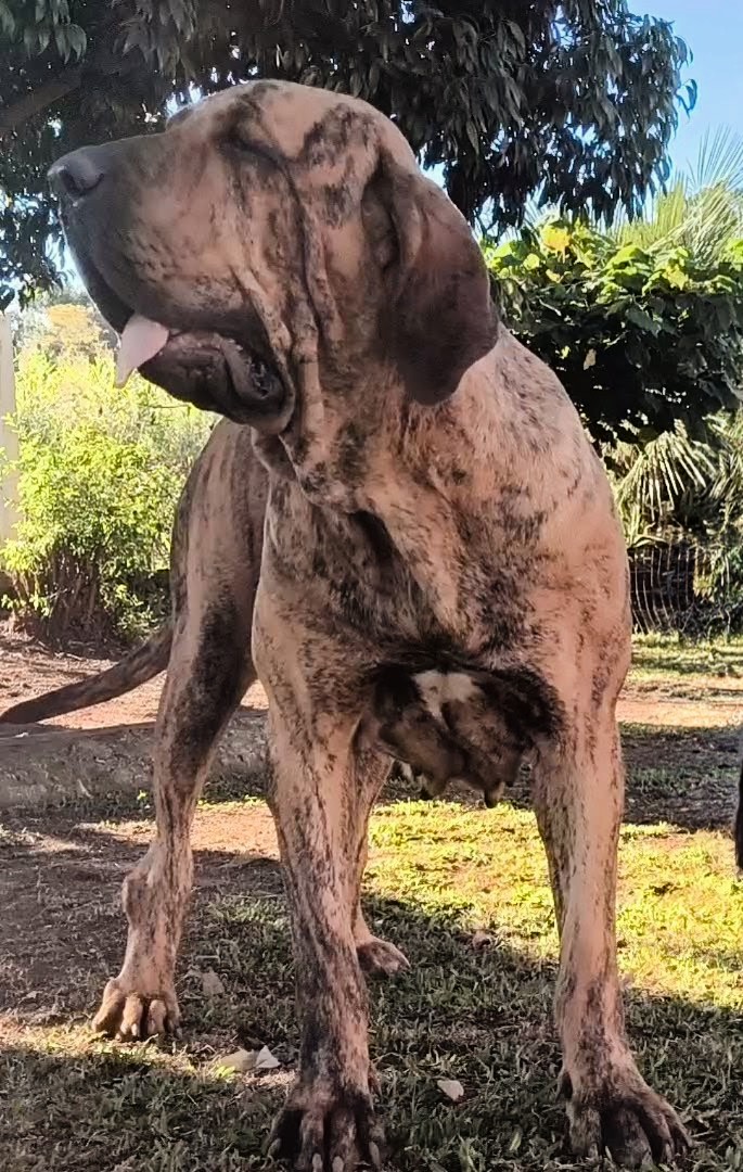 Duquesa Brasil Sul Dogs — Matriz Fila Brasileiro