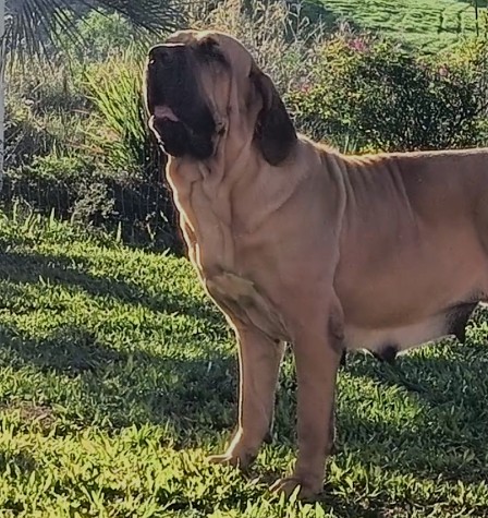 Liberdade — Excelente matriz Fila Brasileiro, destacando-se pela tipicidade, estrutura forte e temperamento equilibrado.