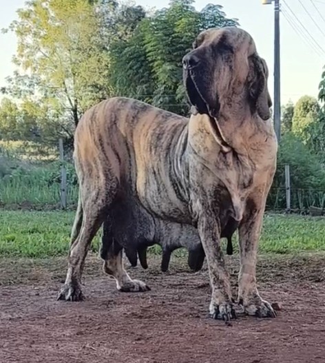 Rainha — Matriz Fila Brasileiro