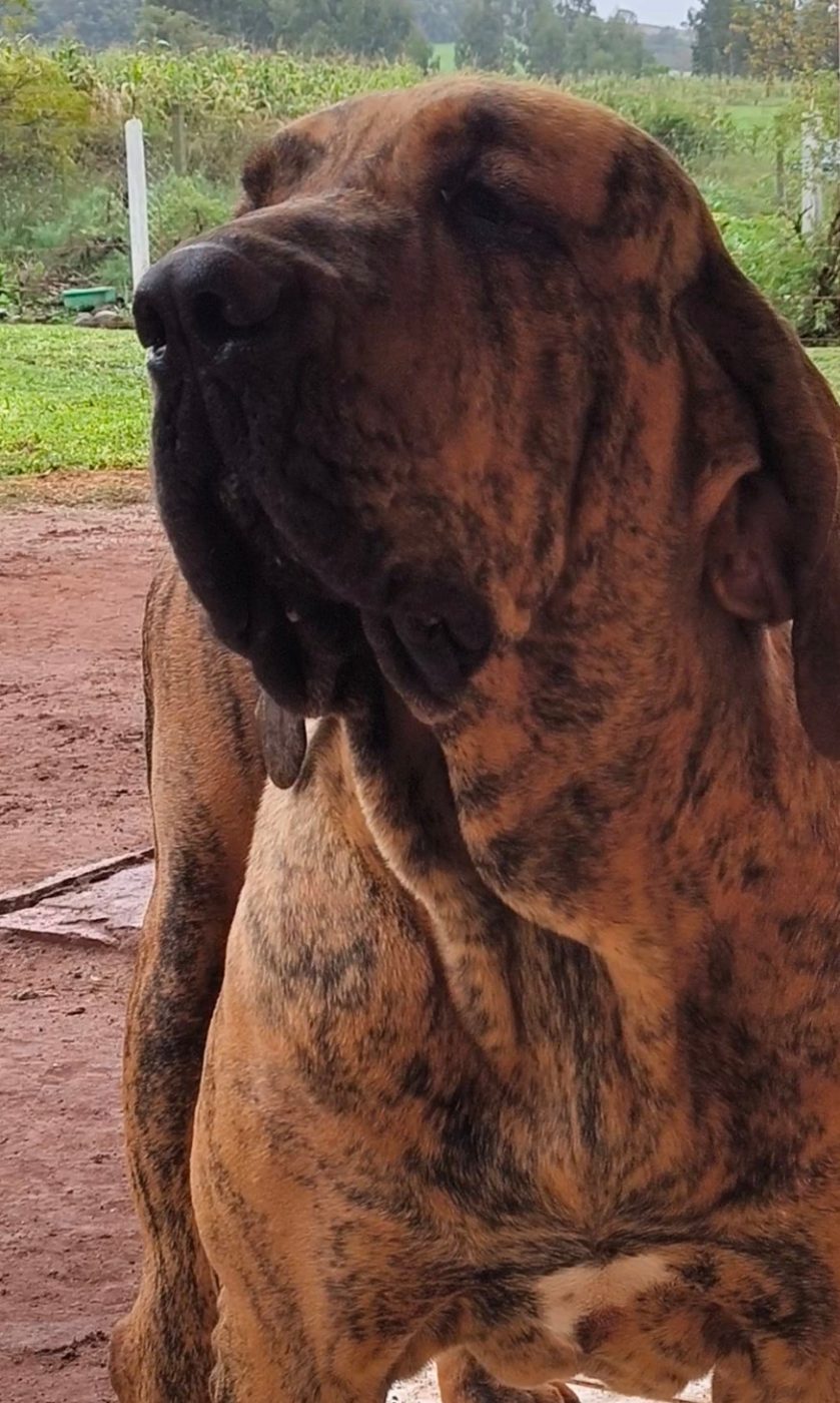 Duquesa Brasil Sul Dogs — Matriz Fila Brasileiro