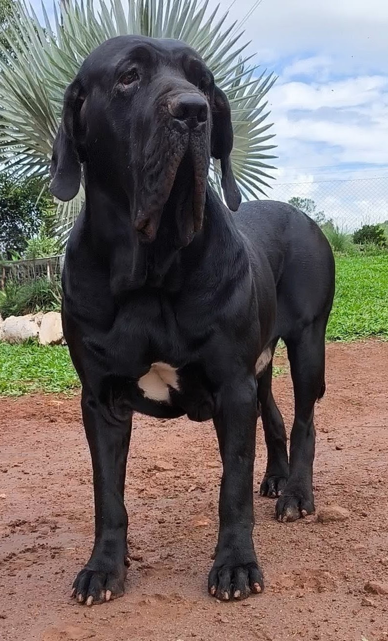 Foto de Aruk — reprodutor