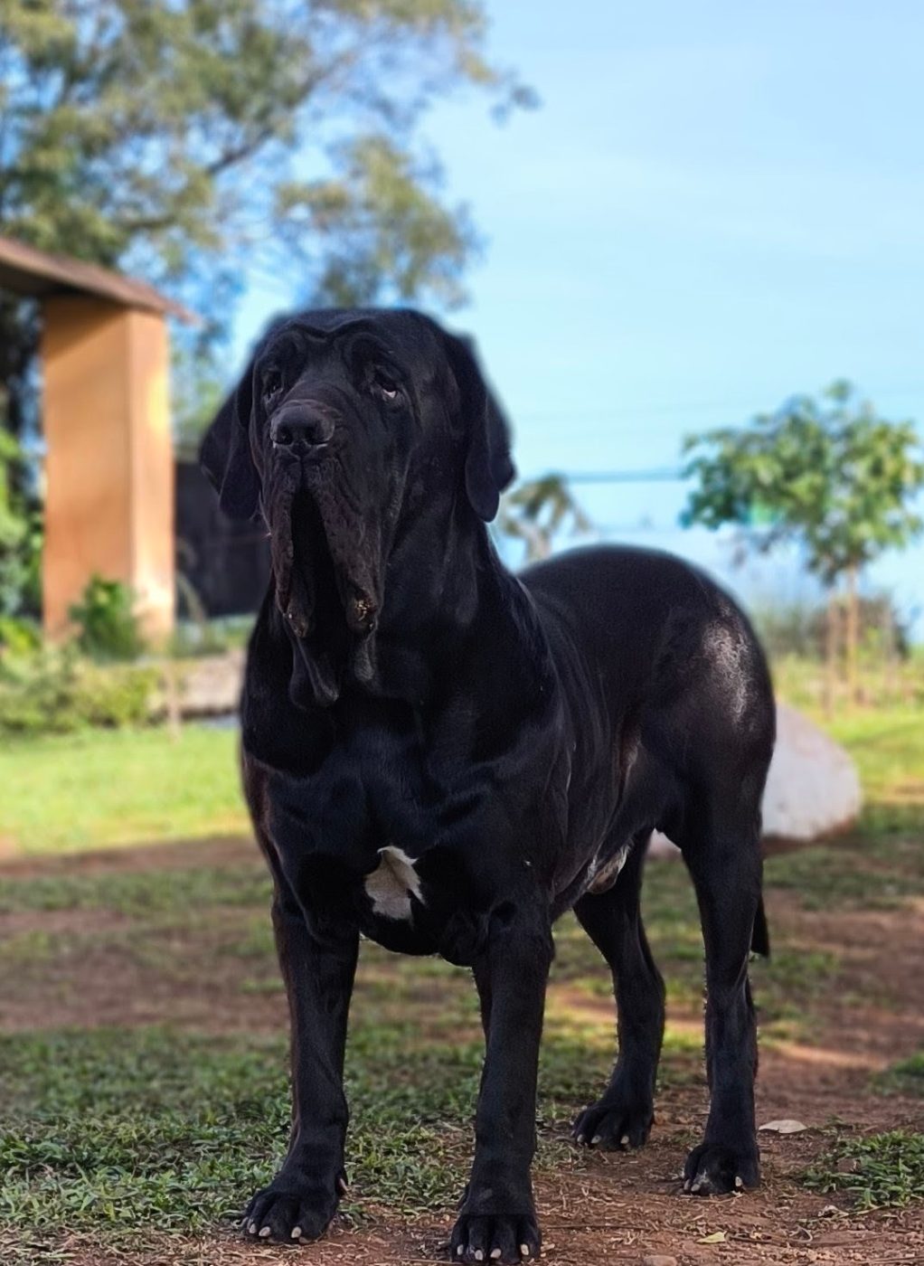Foto de Aruk — reprodutor
