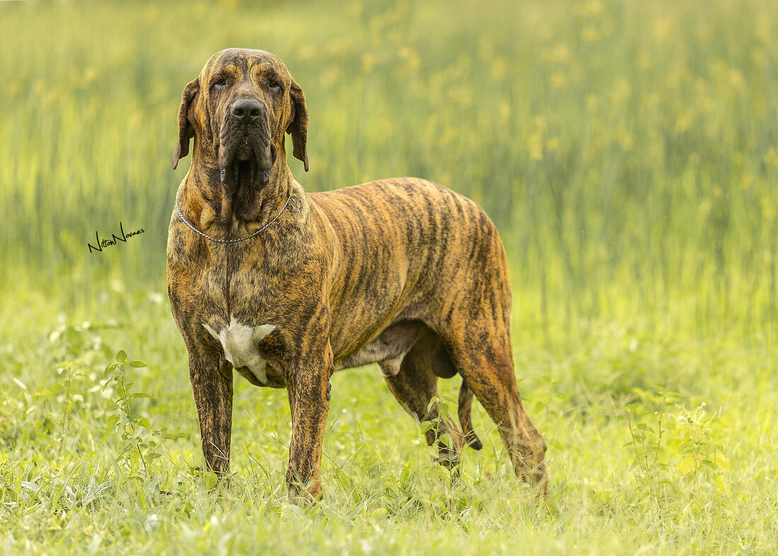 Luna em pé mostrando estrutura física da matriz Fila Brasileiro