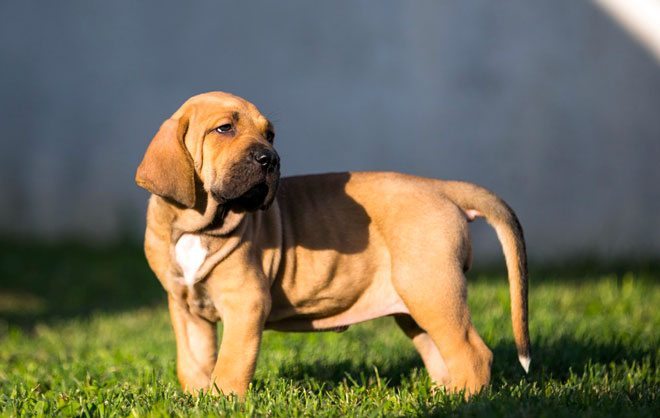 Luna - matriz Fila Brasileiro fêmea dourada com instinto maternal forte